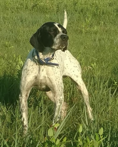 Dog standing alert in tall green grass during training.