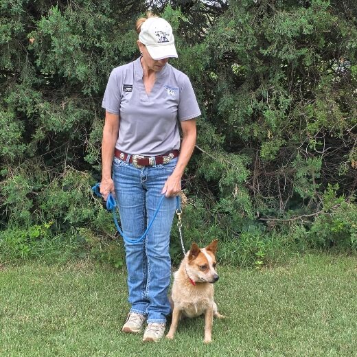 Harlene and a red heeler standing at attention during companion dog training.