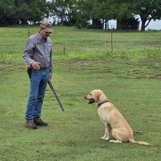 Scott and a retriever dog training